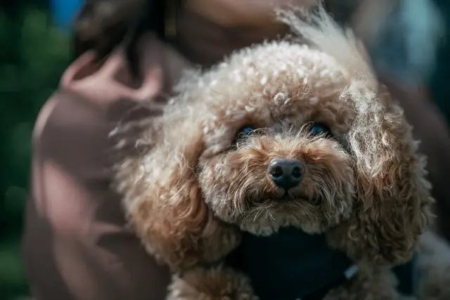 boda el teular fany david invierno ceremonia portada