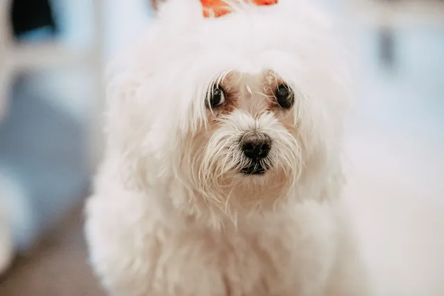 reportaje boda invierno el canonigo navidad detalles portada