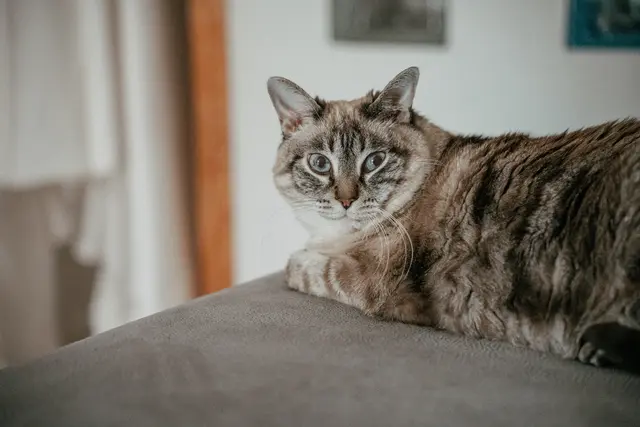 boda nerea alberto rex natura 2026 detalles preparativos