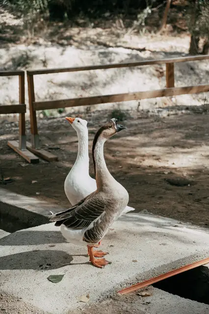 reportaje boda molino galan pepa joel detalles