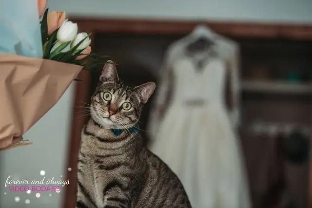 fotos boda nou raco A&S