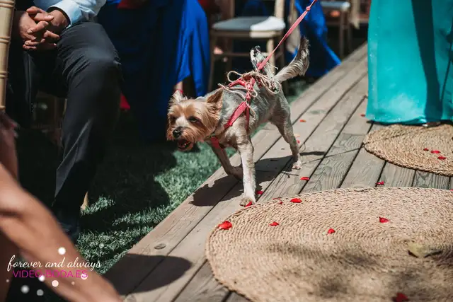 Reportaje boda tamara Asis Sauces Olimar Chiva ceremonia